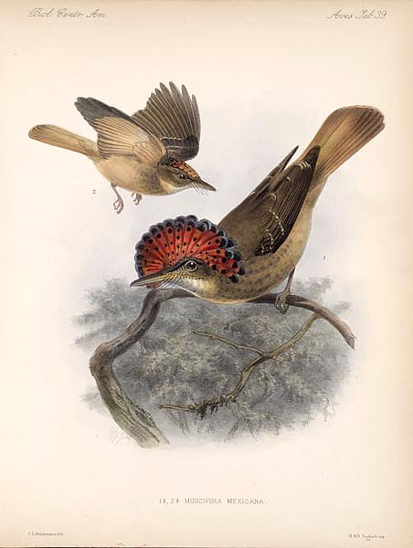 Птицы J. G. Keulemans №41