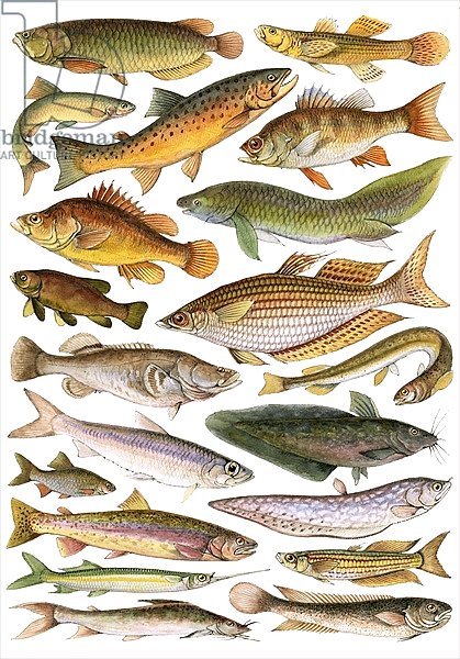 Fresh Water Fishes of the Empire - Australian Region
