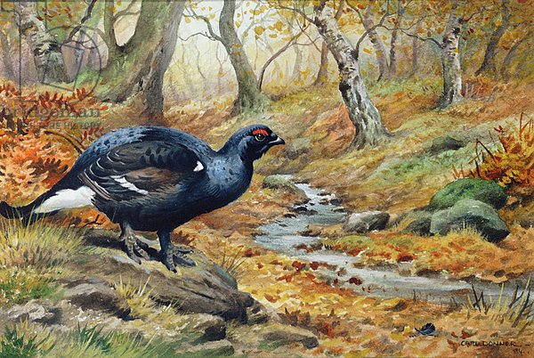 Black Cock Grouse by a stream