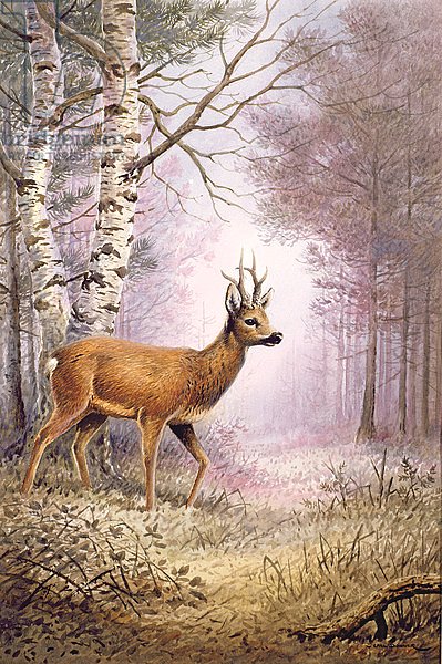 Roe-Deer