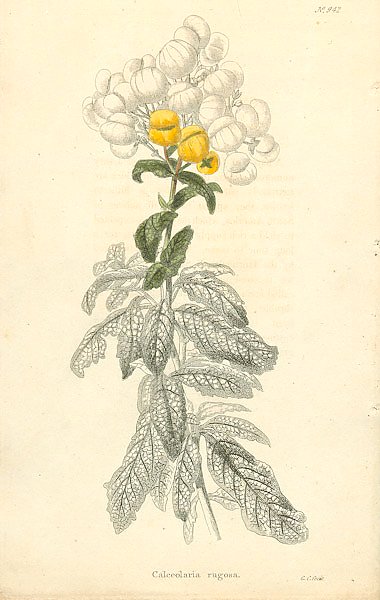 Calceolaria Rugosa