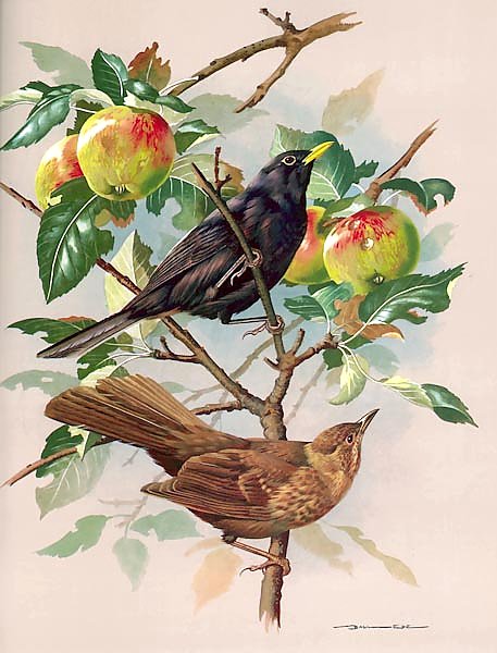 Blackbird Male And Female