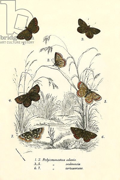 Butterflies 46