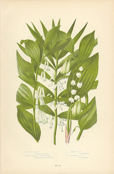 Lily of the Valley, Narrow-leaved Solomon's Seal, Common s.s., Angular s.s