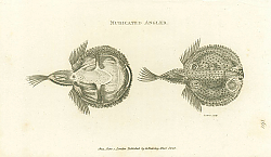 Постер Muricated Angler