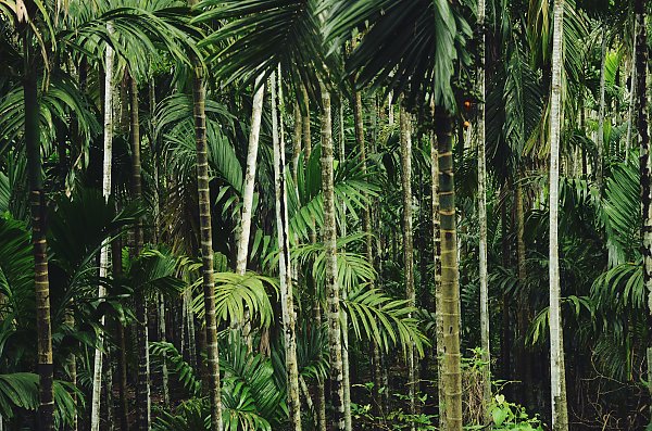 Тропический бамбуковый лес