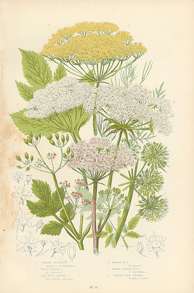 Garden Angelica, Wild Angelica, Sea-hogs-fennel, Marsh h.f., Common Wild Parsnip