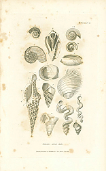 Постер Univalve spiral shells 1
