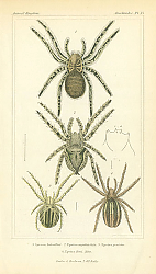 Постер Lycosa Latreilleii, Epeira angulata Walck, Epeira genistoe, Epeira Herii Hahn