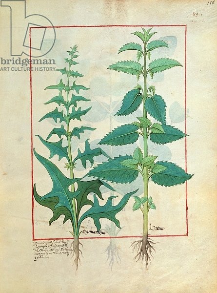 Ms Fr. Fv VI #1 fol.156r Urticaceae Illustration from the 'Book of Simple Medicines'
