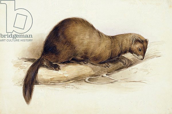 A Weasel, 1832