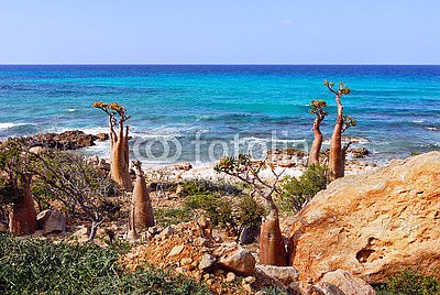 Бутылочные деревья на берегу моря