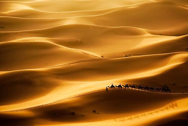 Африка. Караван в пустыне