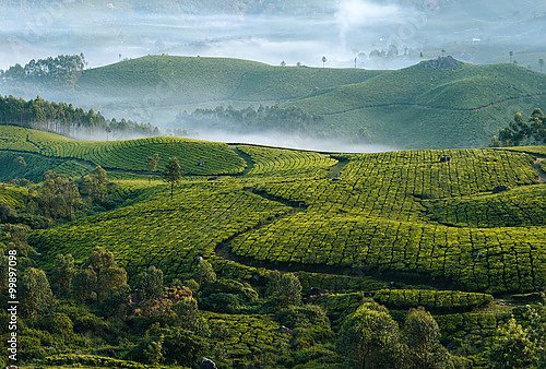Индия. Чайная плантация Munnar, Kerala