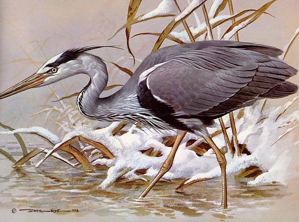 British Birds - Grey Heron