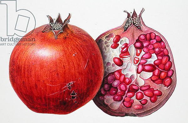 Pomegranate, 1995