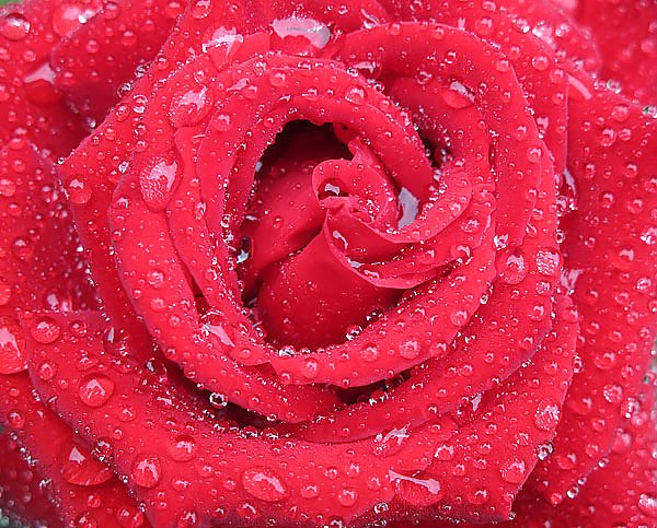 Цветок розовой розы с росой