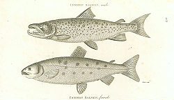 Постер Common Salmon, male. Common Salmon, female 1