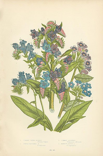Common Vipers Bugloss, Purple Flowered b., Common Lungwort, Narrow Leved l.
