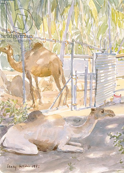 Camels at Rest, Salala 1992
