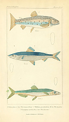 Постер Salmo fario, Mallotus groenlandicus, Coreganus oxyrhinchus