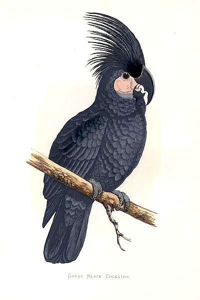 Great Black Cockatoo