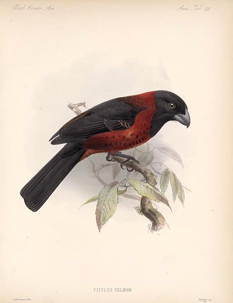 Птицы J. G. Keulemans №26
