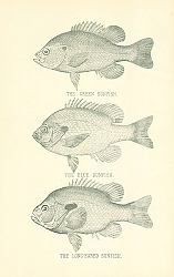Постер The Green Sunfish, The Blue Sunfish, The Long-Eared Sunfish 2