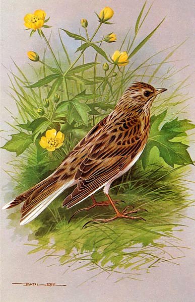 British Birds - Skylark