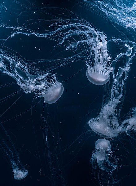 Танец медуз