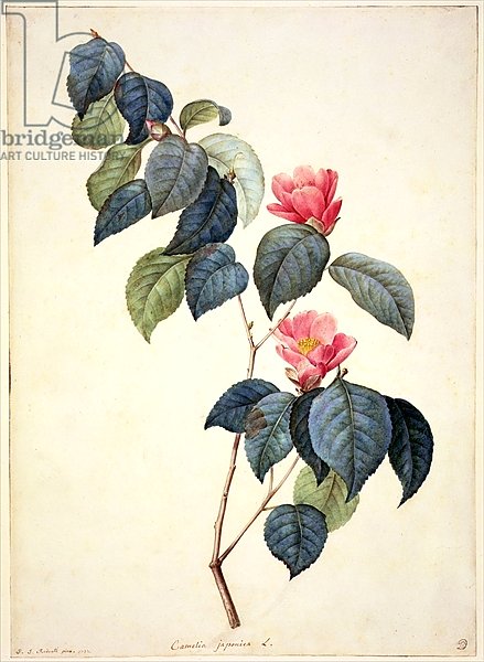 PD.21-1960 Camellia Japonica, 1793