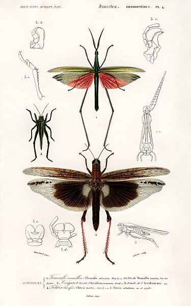 Различные типы насекомых