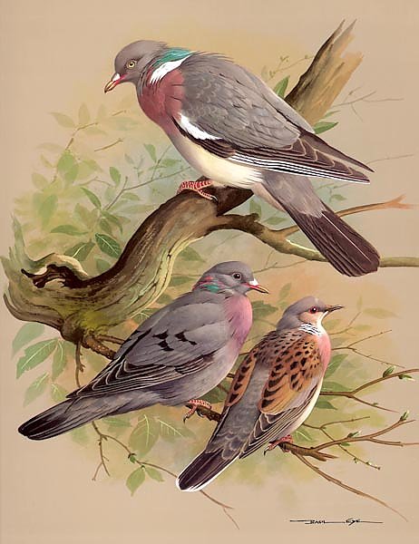 Wood Pigeon-Stock Dove-Turtle Dove