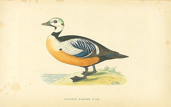 Steller's Western Duck 2