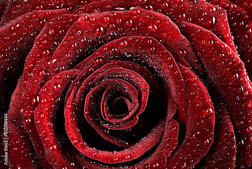 Ярко-красная роза с каплями воды №4