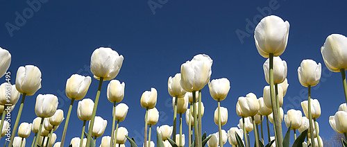 Панорама с белыми тюльпанами