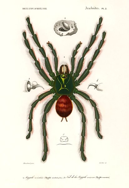 Розовый тарантул (Mygalomorphae)