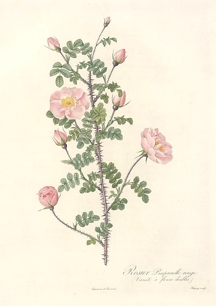 Rosa Pimpinellifolia Rubra
