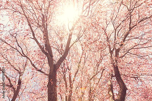 Цветущие деревья в лучах солнца