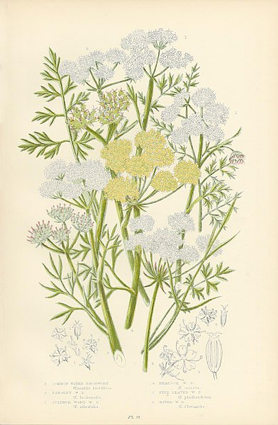 Common Water-dropwort, Parsley w.d., Sulphur Wort w.d., Hemlock w.d., Fine-leaved w.d., River w.d.