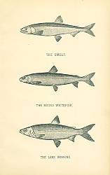 Постер The Smelt, The Round Whitefish, The Lake Herring