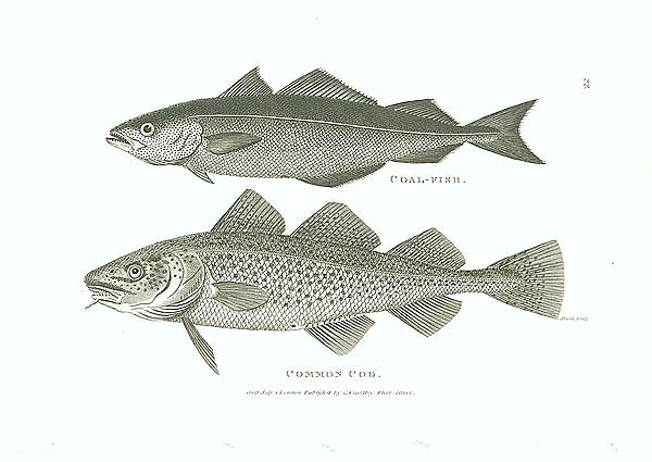 Coal-Fish, Common Cod 1