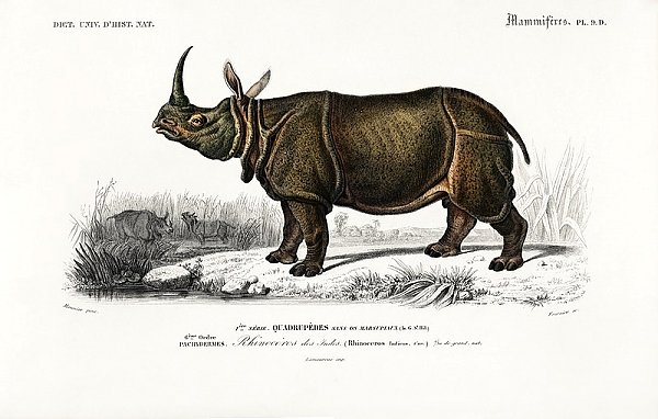 Индийский носорог (Rhinoceros unicornis)