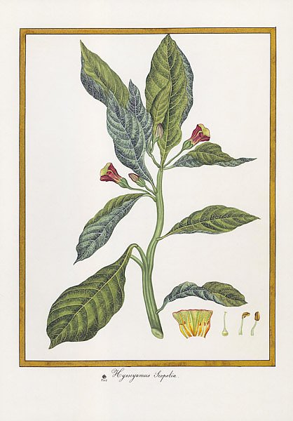 Hyoseyamus scopolia