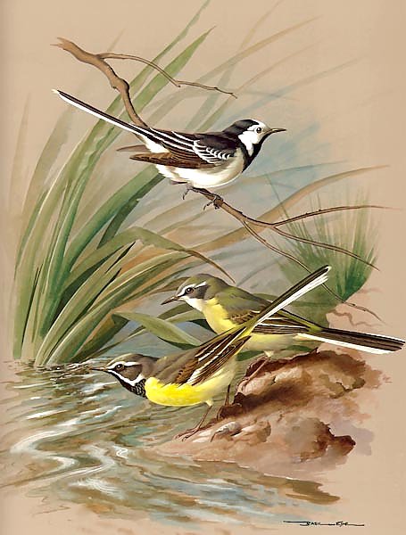 Pied Wagtail And Grey Wagtail