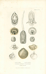 Постер Lingula anatina, Terebratula Gaudichaudii, Spirifer trigonalis, Orbicula laevigata, Grania personata 1