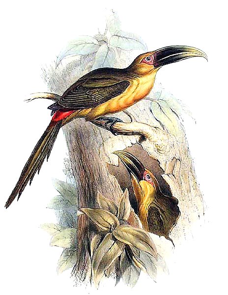 Saffron-coloured Aracari