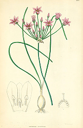 Постер Caloscordum nerineflorum 1