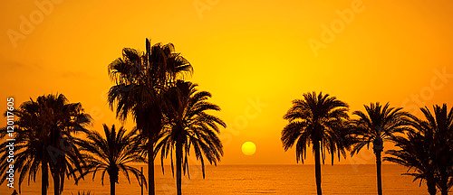 Силуэты пальм на закате, Тенерифе, Испания
