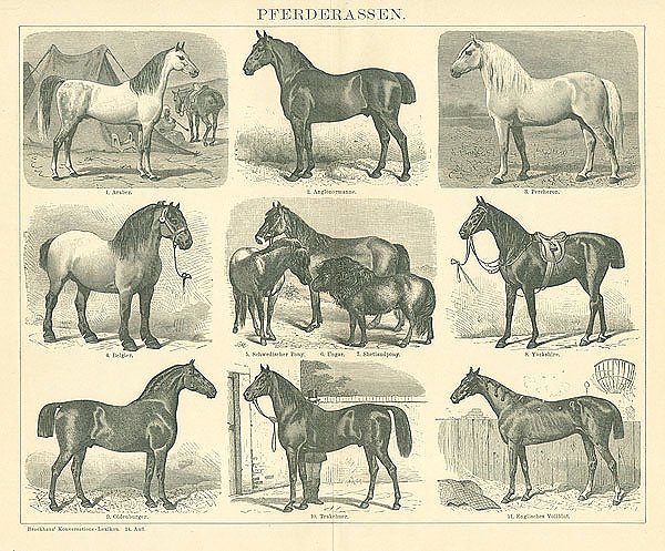 Породы лошадей 1